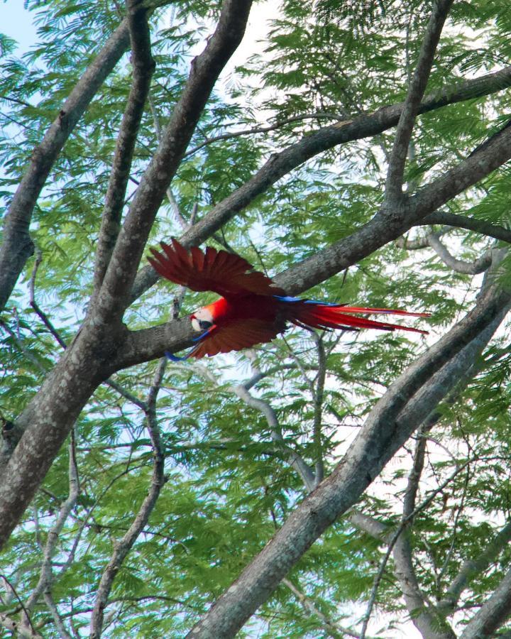 Hotel Bongo - Adults Only Nationalpark Nationalpark Manuel Antonio Exterior foto